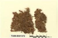 藏品(紅葉泥炭苔)的圖片